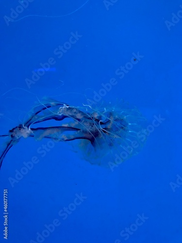 Jellyfish Swimming in the Calm Water