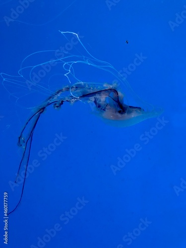 Jellyfish Swimming in the Calm Water
