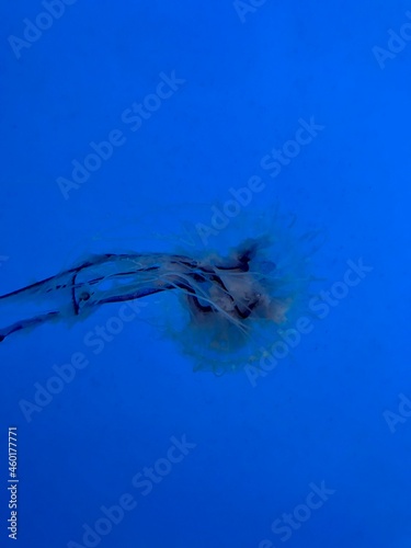 Jellyfish Swimming in the Calm Water