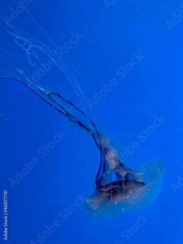 Jellyfish Swimming in the Calm Water