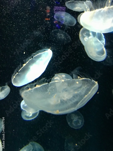 Jellyfish Swimming in the Calm Water