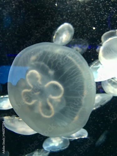 Jellyfish Swimming in the Calm Water