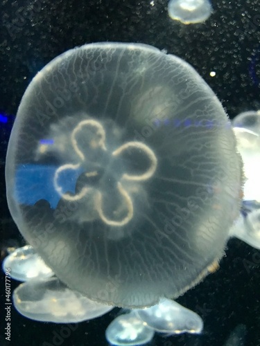 Jellyfish Swimming in the Calm Water