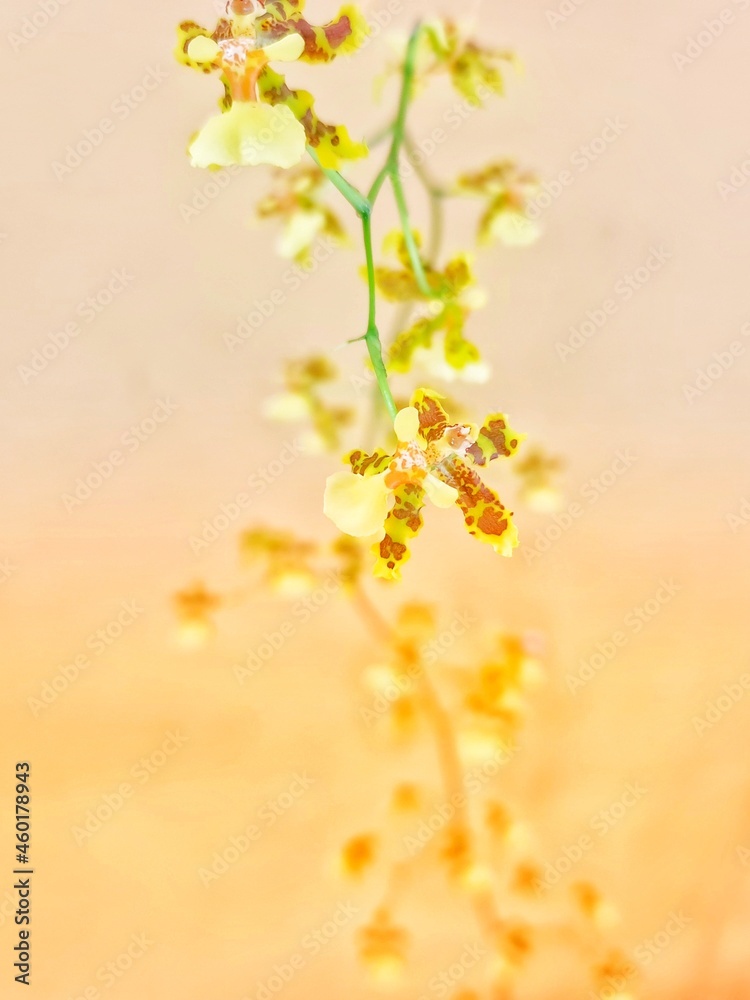 Yellow orchid