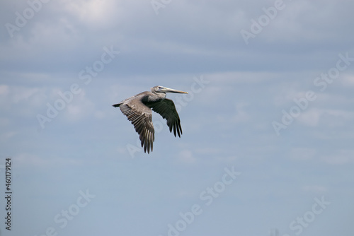 pelican in flight © Allen