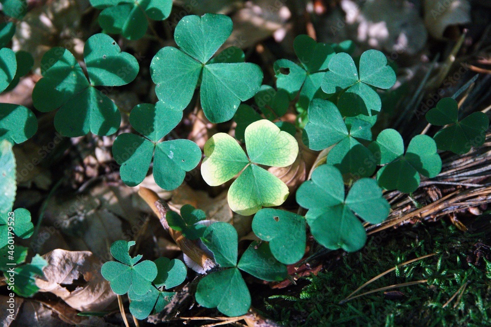 Kleeblatt im Wald