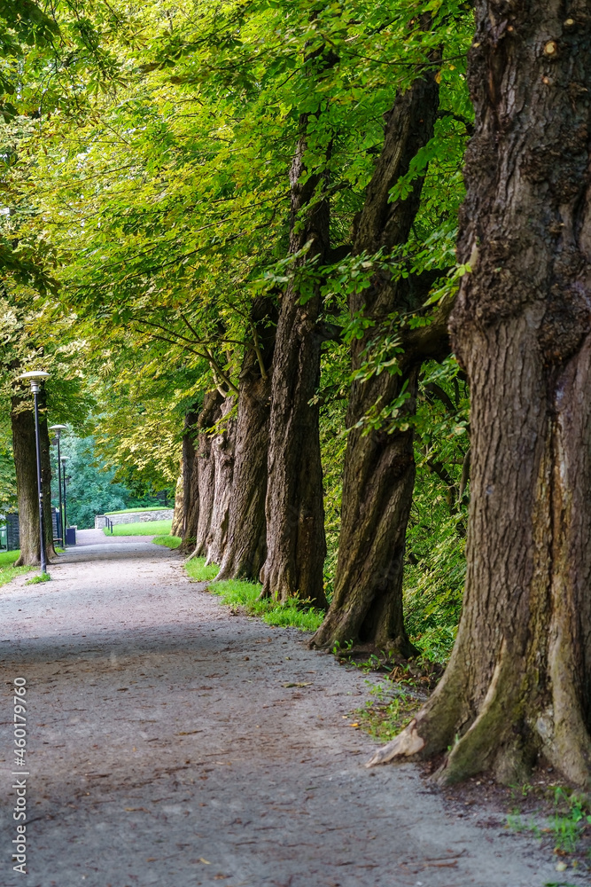 Walk on a park path alongside large lined trees. Walk on a park path alongside large lined trees.