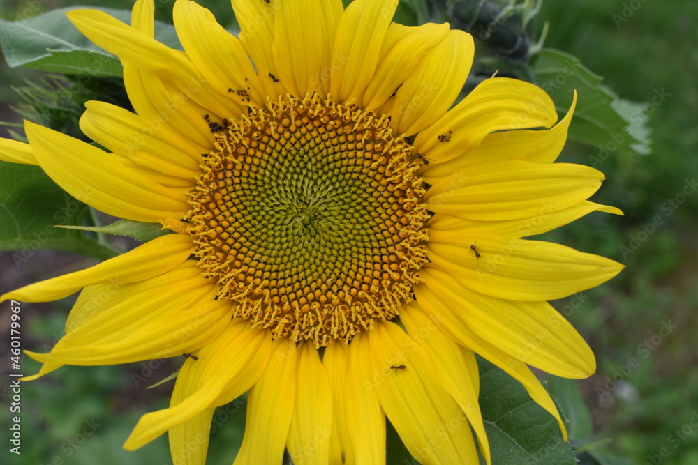 Obraz premium Sunflower
