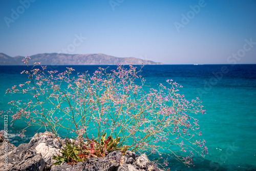 Blue sea on the Turkish coast. Azure water and beautiful flowers in the foreground. Dilek National Park, Kusadasi, Turkey photo