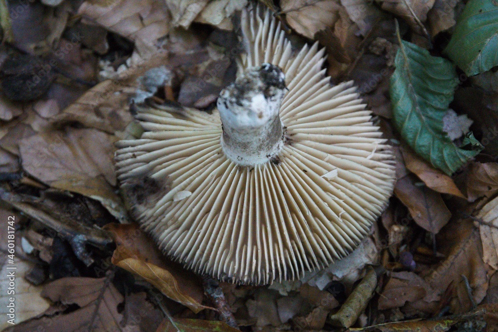 Pilze im herbstlichen Wald