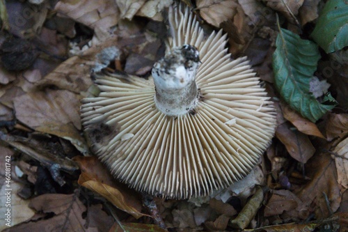 Obraz na płótnie Pilze im herbstlichen Wald w salonie