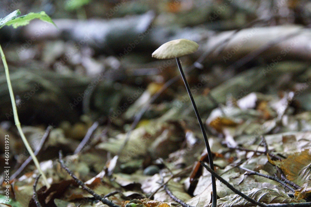 Pilze im herbstlichen Wald