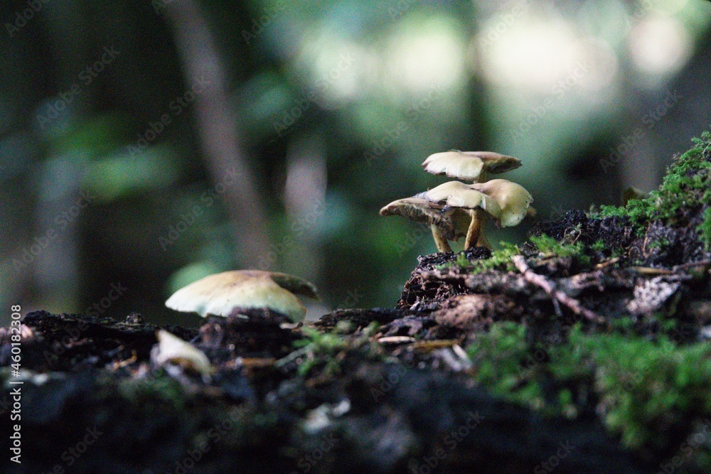 Pilze im herbstlichen Wald