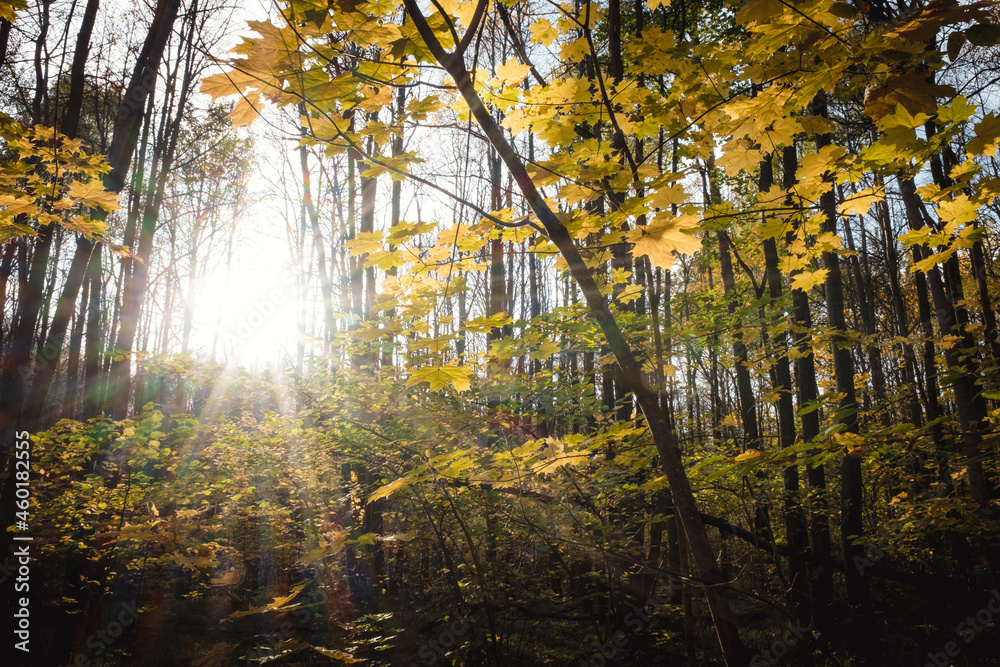 Obraz premium Autumn sunny day in the forest. The sun's rays shining through the maple leaves in the foreground