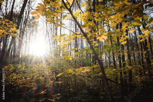 Autumn sunny day in the forest. The sun's rays shining through the maple leaves in the foreground © Alexey Oblov