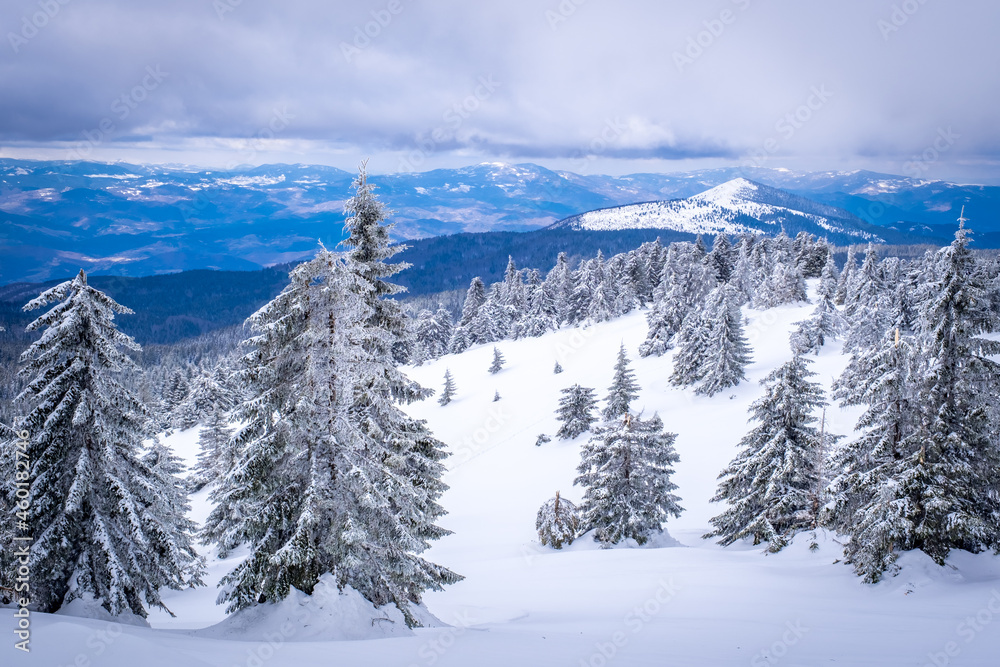 A frosty day is in mountains. Kopaonik National Park, winter landscape in the mountains, coniferous forest covered with snow. Spruce after snowfall A frosty day is in mountains. Kopaonik National Park, winter landscape in the mountains, coniferous forest covered with snow. Spruce after snowfall