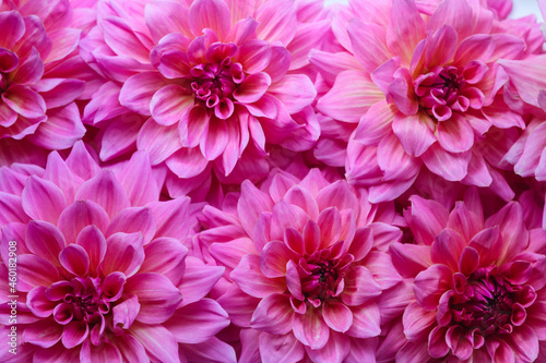 pink dahlia flowers