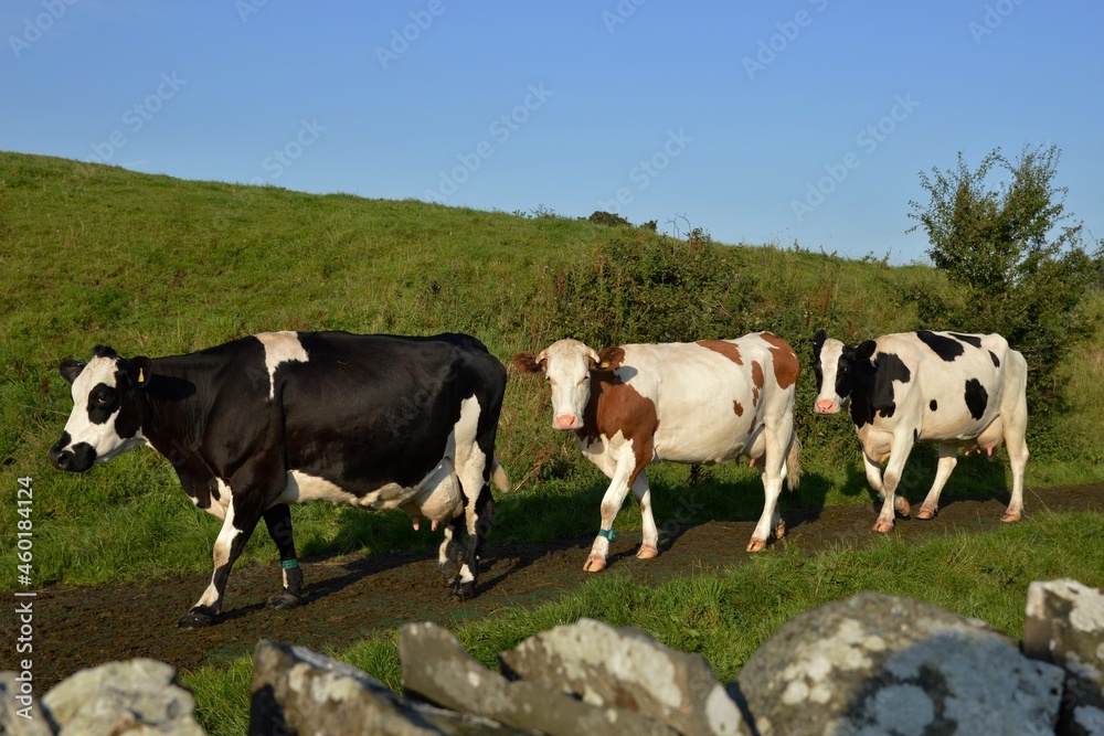 three cows walking in pasture