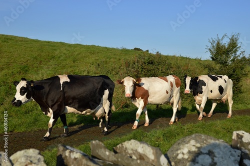 three cows walking in pasture