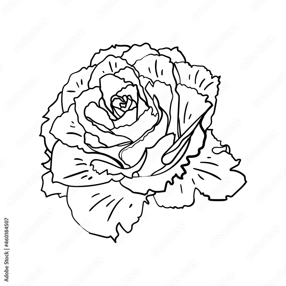 Peony flower. Vector illustration. Peony flower. Vector illustration.