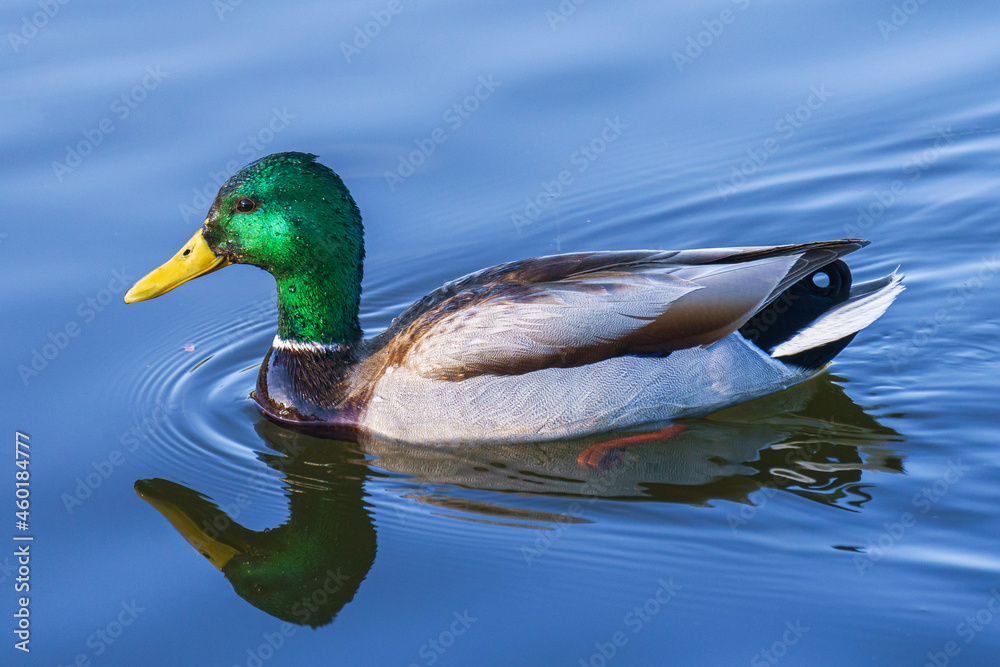 Fototapeta premium duck on the lake