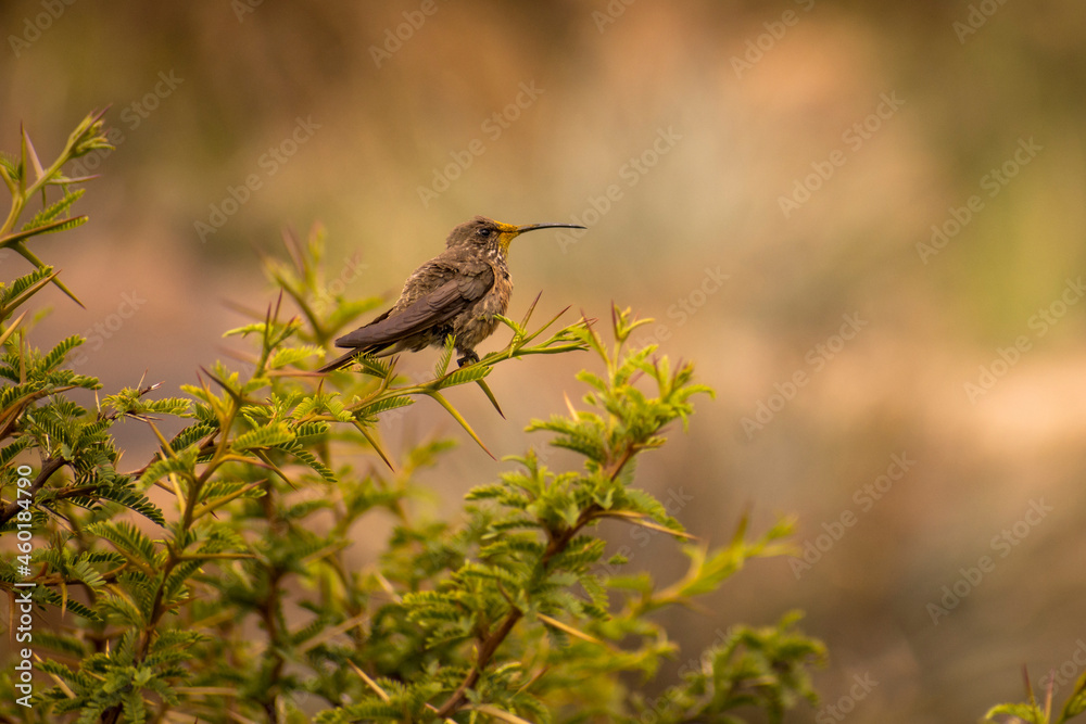Fototapeta premium Little hummingbird standing in a tree brunch in jujuy. Argentina. Trochilidae