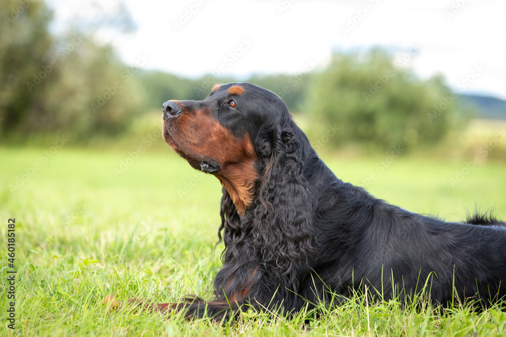 Portrait of chic Gordon setter resting on green grass Portrait of chic Gordon setter resting on green grass