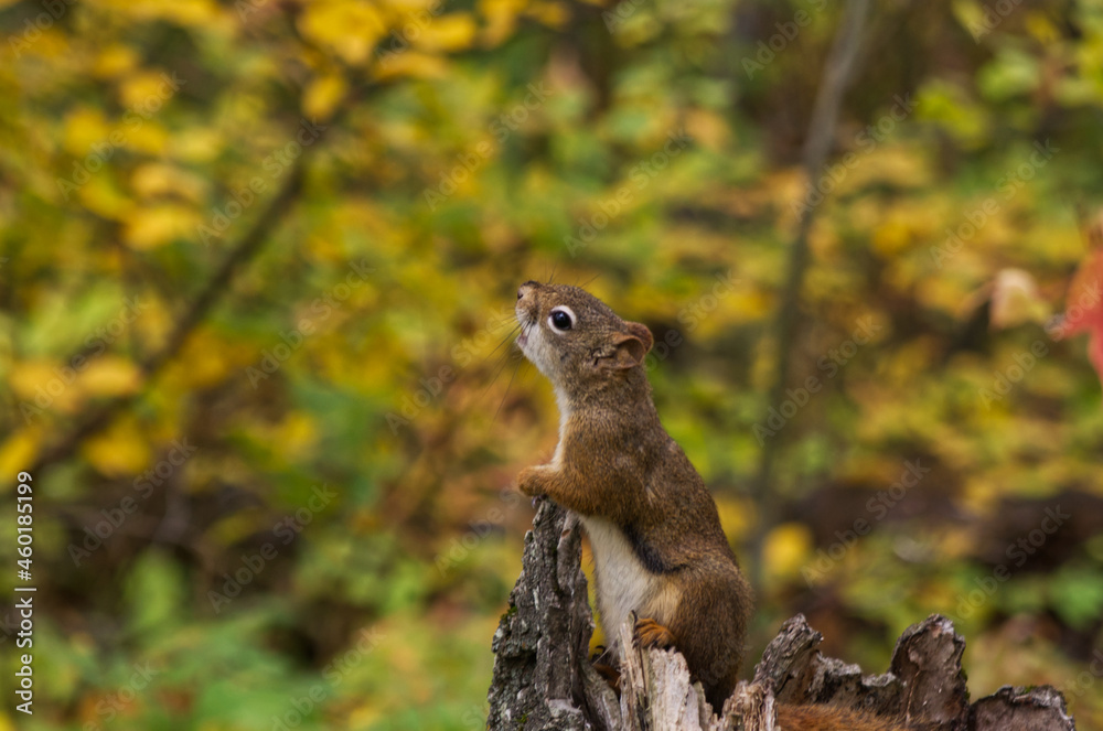 A Red Squirrel calling in the Wild