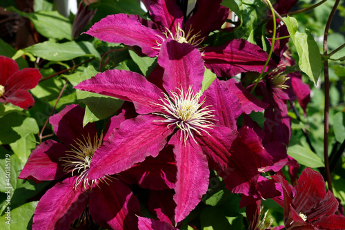 Red Purple Clematis Flower in bloom