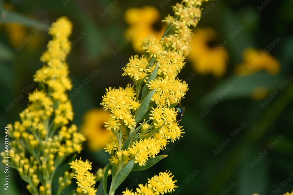 Obraz premium A fly sits on a blooming yellow plant with small flowers in a beautiful green garden.