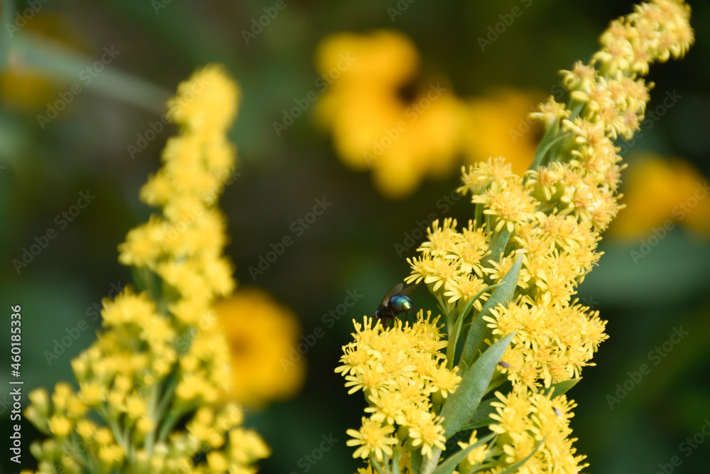 Green fly sits on the blooming branch of yellow plant with small flowers against the flowery garden. Green fly sits on the blooming branch of yellow plant with small flowers against the flowery garden.