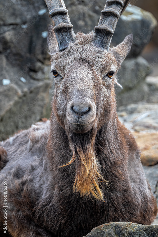 Portrait of a Male Siberian Ibex (Capra sibirica)