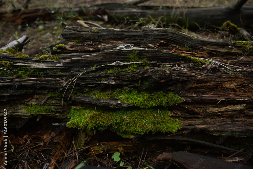 Dark fallen mossy tree lies in the wild pine forest. 