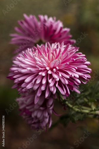 Fluffy pink chrysanthemum  terry autumn flower  background
