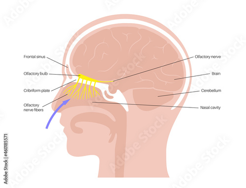 Olfactory nerve anatomy