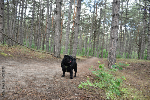 Cute black pug dog stands on a forest road in the light pine forest.