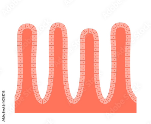 Intestinal villi anatomy