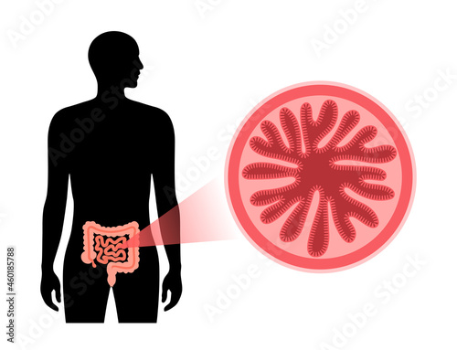 small intestine cross section