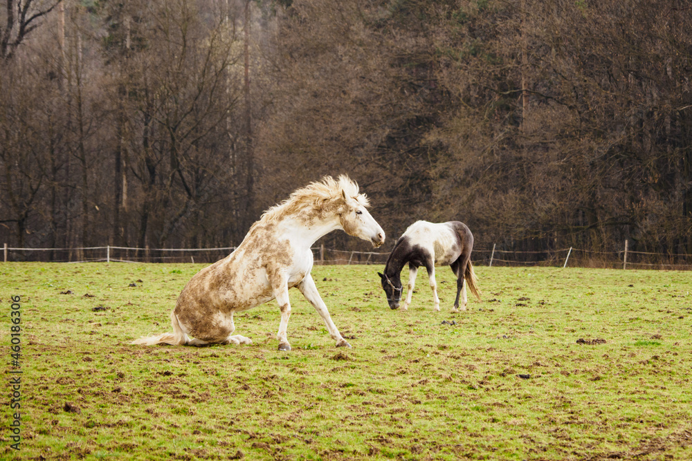 Brown and white horse sitting on a pasture near the forest. Brown and white horse sitting on a pasture near the forest.