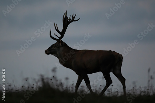 Male red deer  cervus elaphus  walking on horizon in the dark from side view. Animal wildlife with brown fur and antlers at night. Outline of a wild mammal in nature.