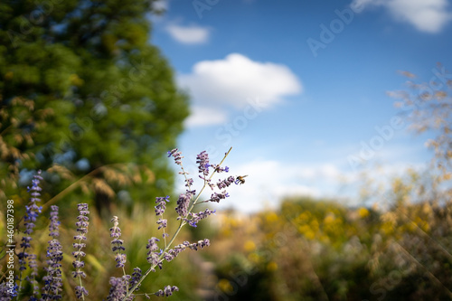 lavender in wildflower garden with bee