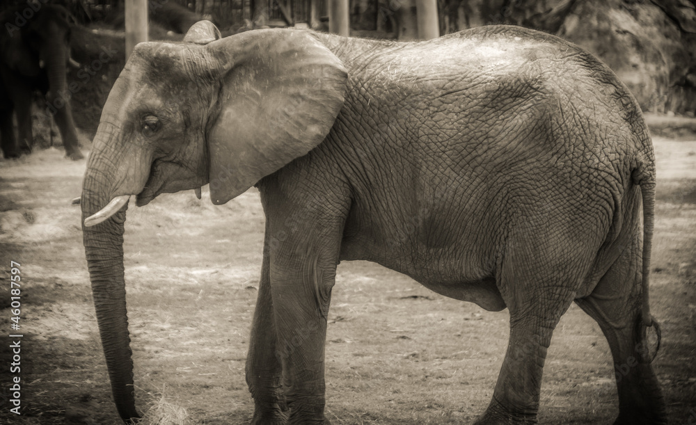 A beautiful baby elephant profile picture in sepia.