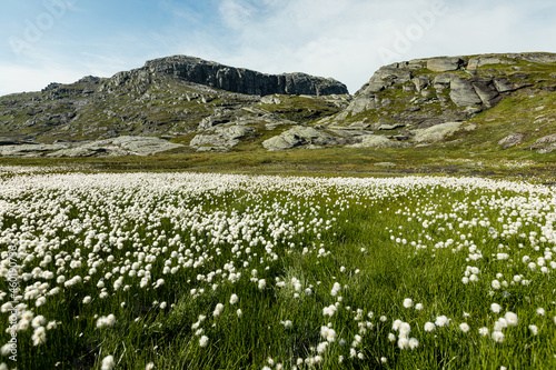 Landscape of meadow with wildflowers surrounded by rock formation, Vestland county, Norway