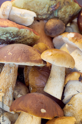 Fresh harvested forest mushrooms as a background.