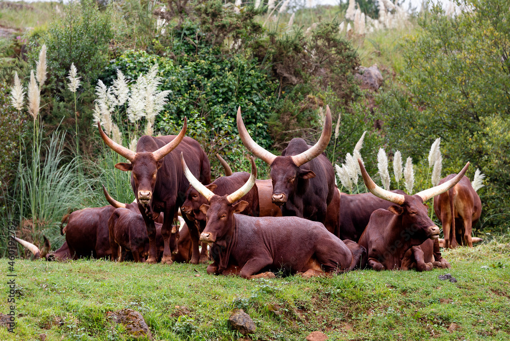 herd of watusi cows on the prairie herd of watusi cows on the prairie