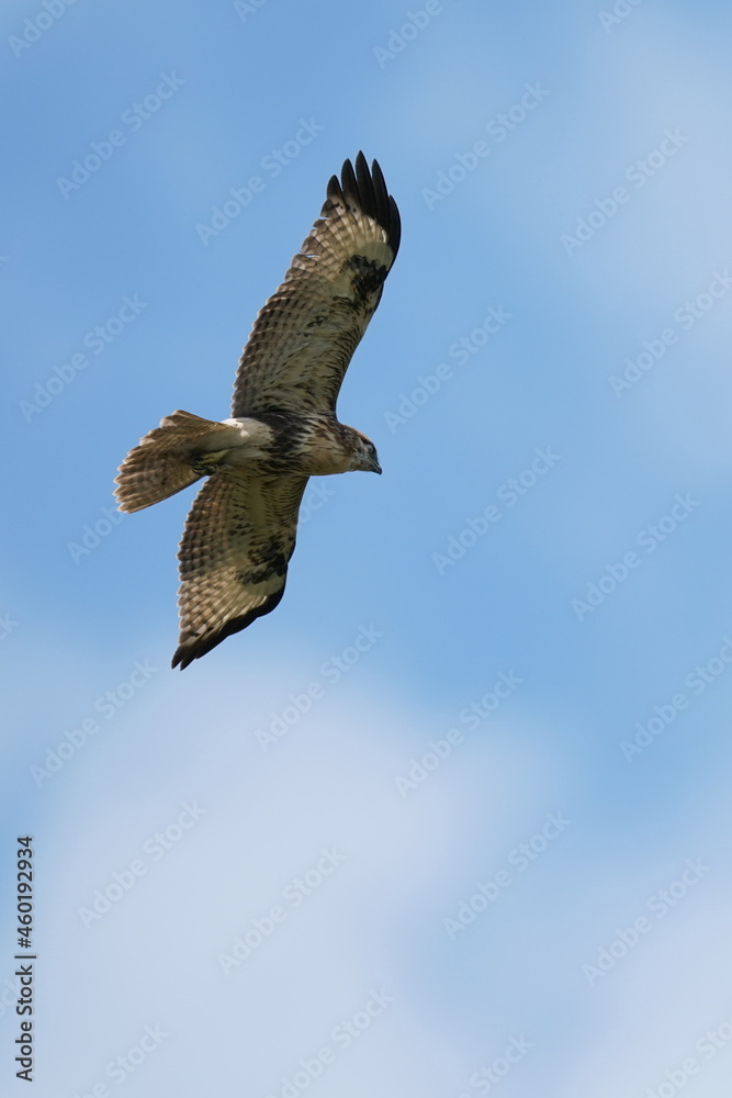 common buzzard in the sky