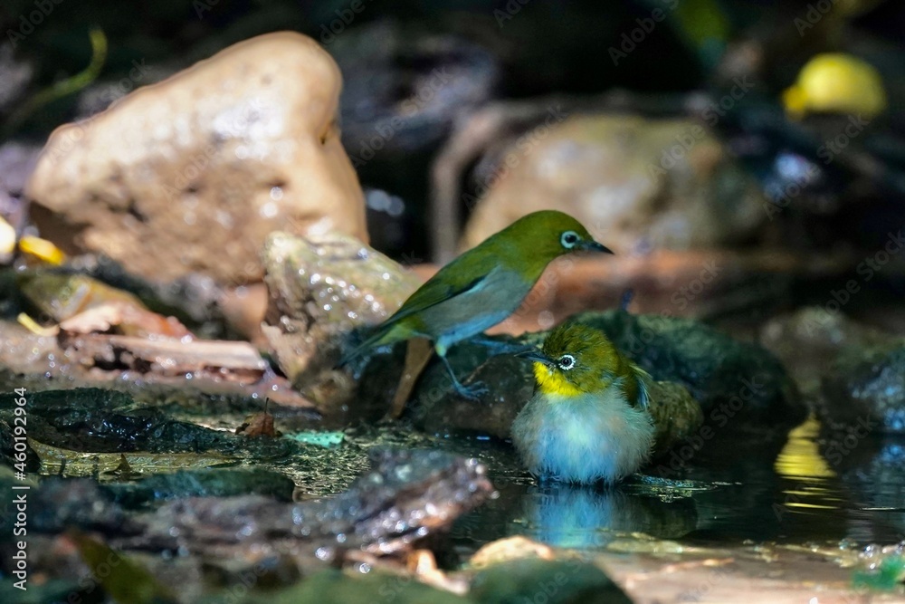 white eye in the forest
