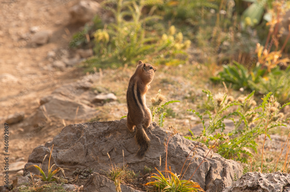 Chipmunk with stuffed cheeks, Grand Teton National Park, Wyoming, USA Chipmunk with stuffed cheeks, Grand Teton National Park, Wyoming, USA