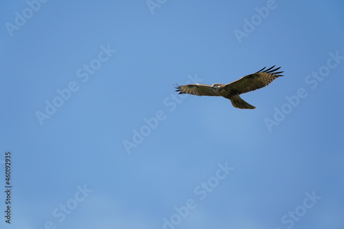 common buzzard in the sky