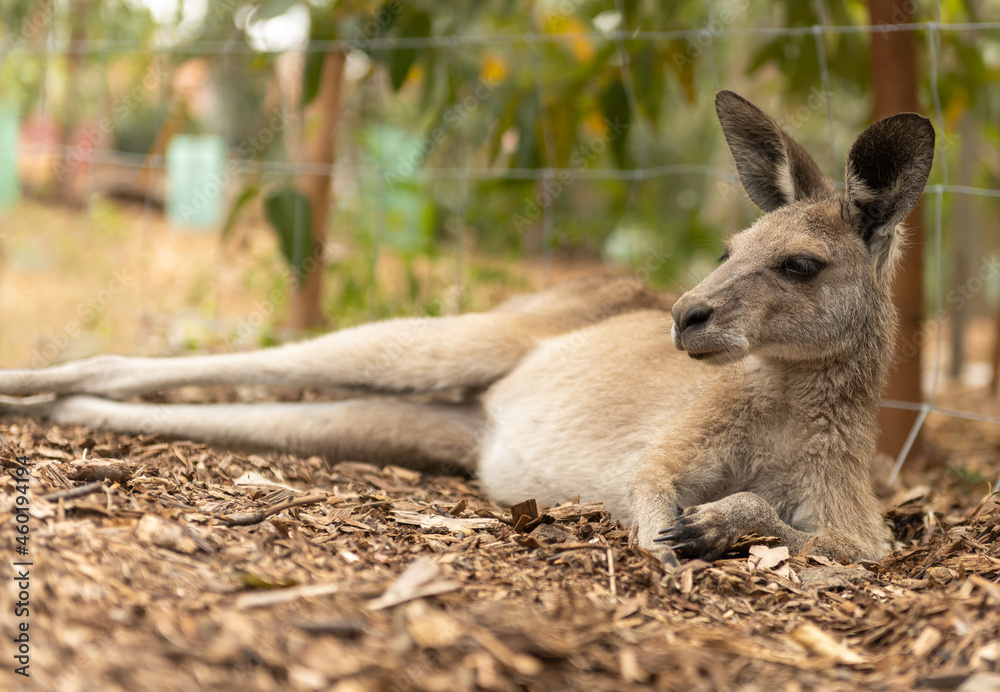 Fototapeta premium Relaxing Kangaroo lying down in the sun
